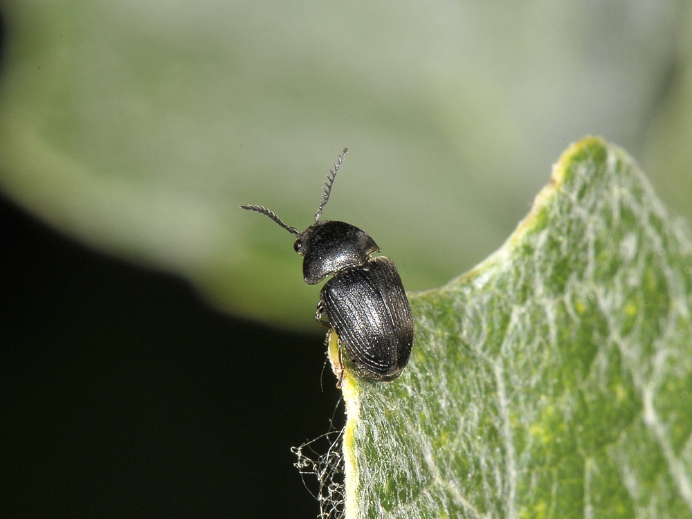 Xyletinus sp. - (Anobiidae)